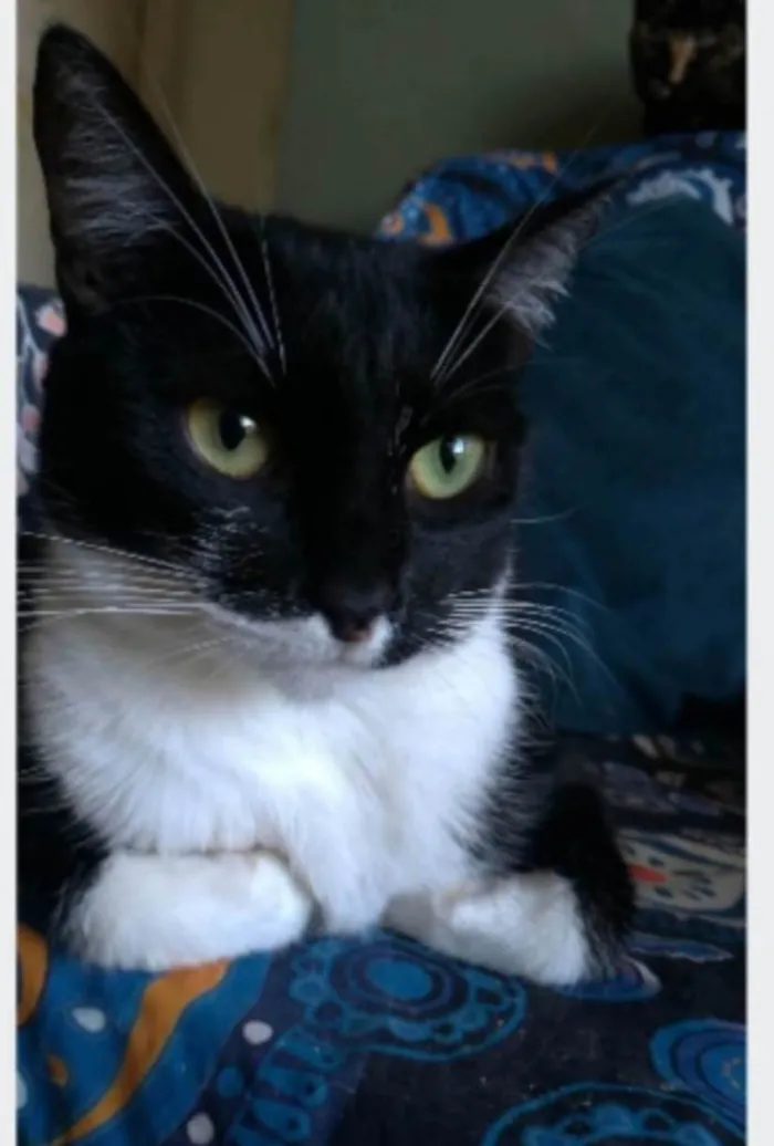 Gato ra a srd frajolinha idade 2 anos nome LIKA