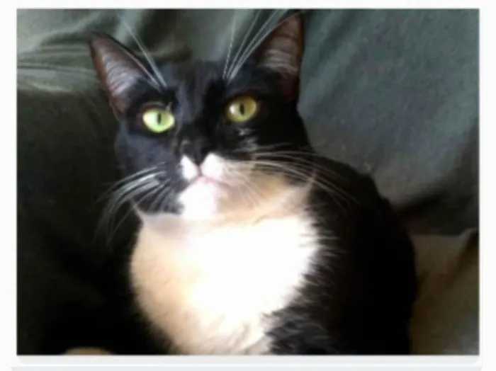 Gato ra a srd frajolinha idade 2 anos nome LIKA