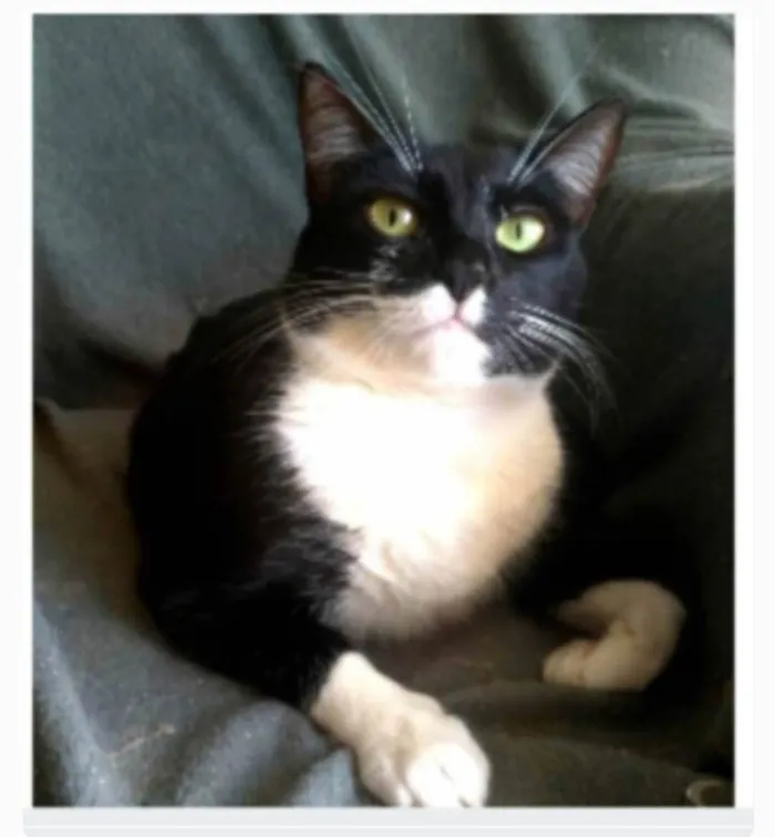 Gato ra a srd frajolinha idade 2 anos nome LIKA