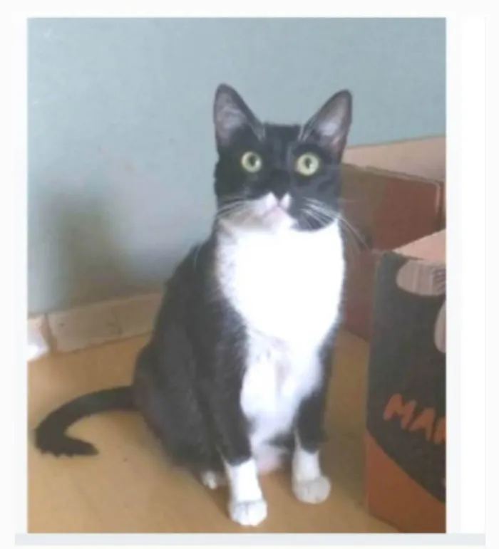 Gato ra a srd frajolinha idade 2 anos nome LIKA