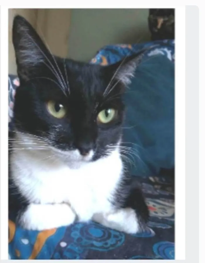 Gato ra a srd frajolinha idade 2 anos nome LIKA