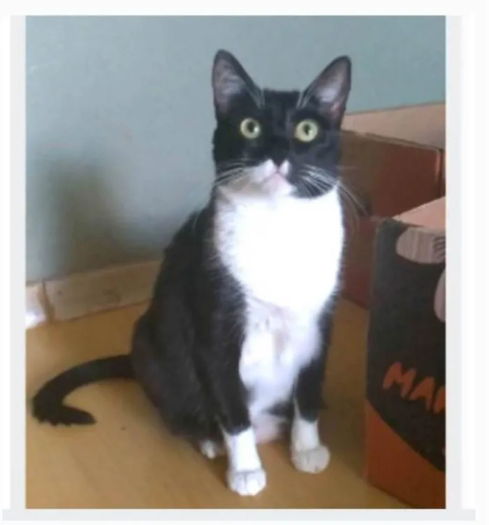 Gato ra a srd frajolinha idade 2 anos nome LIKA