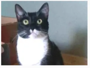 Gato raça srd frajolinha idade 2 anos nome LIKA