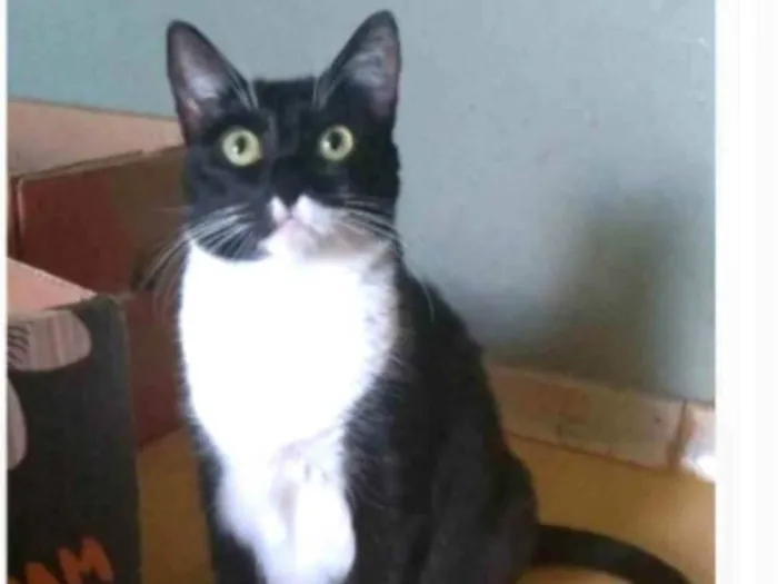 Gato ra a srd frajolinha idade 2 anos nome LIKA