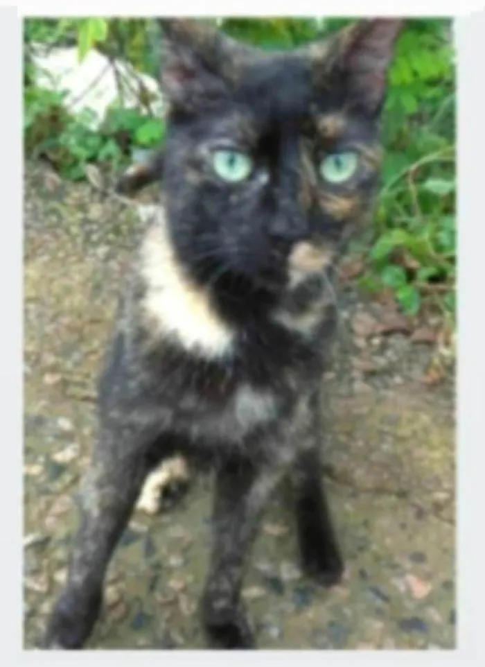 Gato ra a serd idade 7 a 11 meses nome ISABELE