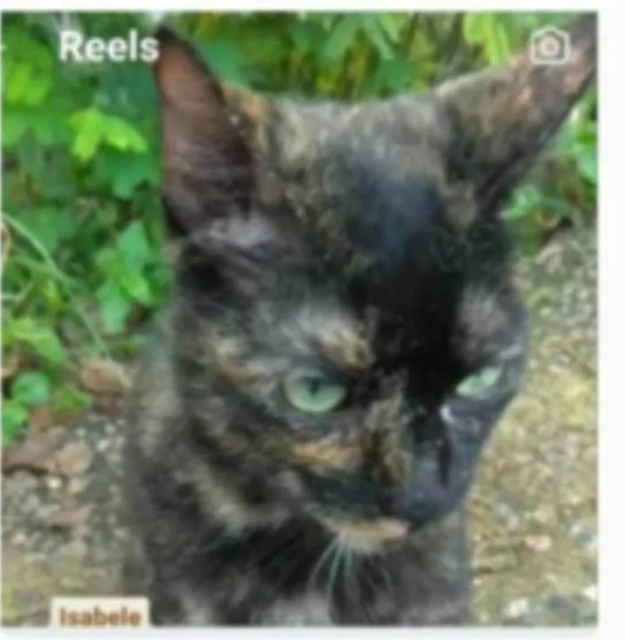 Gato ra a serd idade 7 a 11 meses nome ISABELE