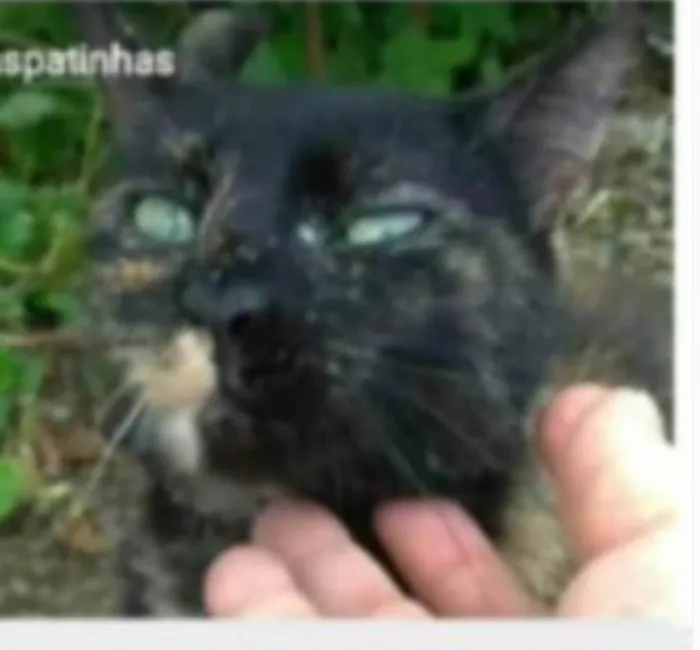 Gato ra a serd idade 7 a 11 meses nome ISABELE