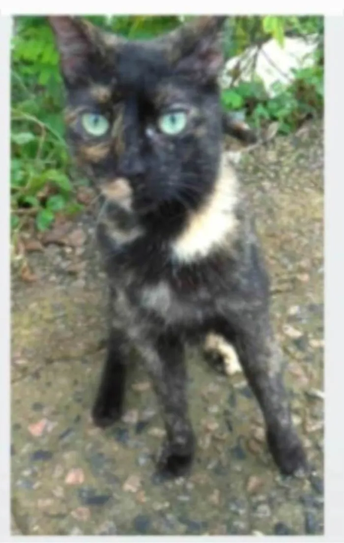 Gato ra a serd idade 7 a 11 meses nome ISABELE