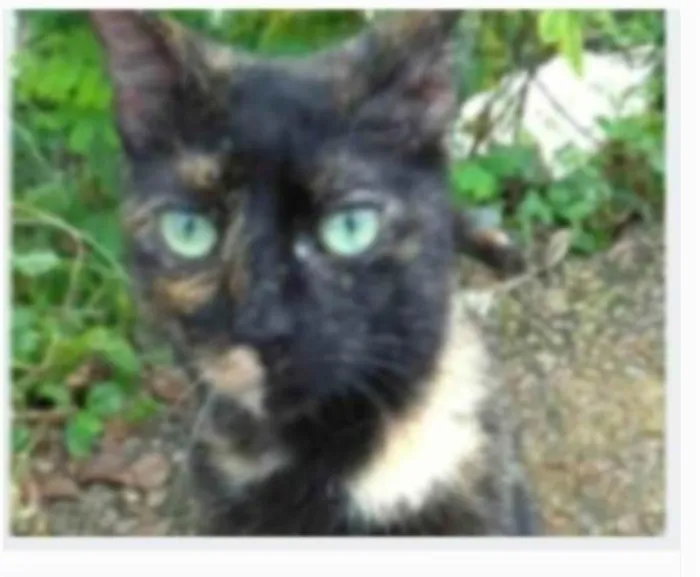 Gato ra a serd idade 7 a 11 meses nome ISABELE