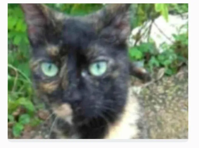 Gato ra a serd idade 7 a 11 meses nome ISABELE