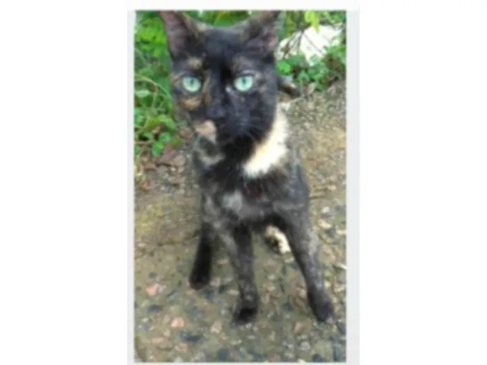 Gato ra a serd idade 7 a 11 meses nome ISABELE