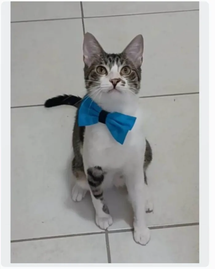 Gato ra a srd idade 1 ano nome PIPO 