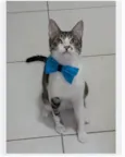 PIPO