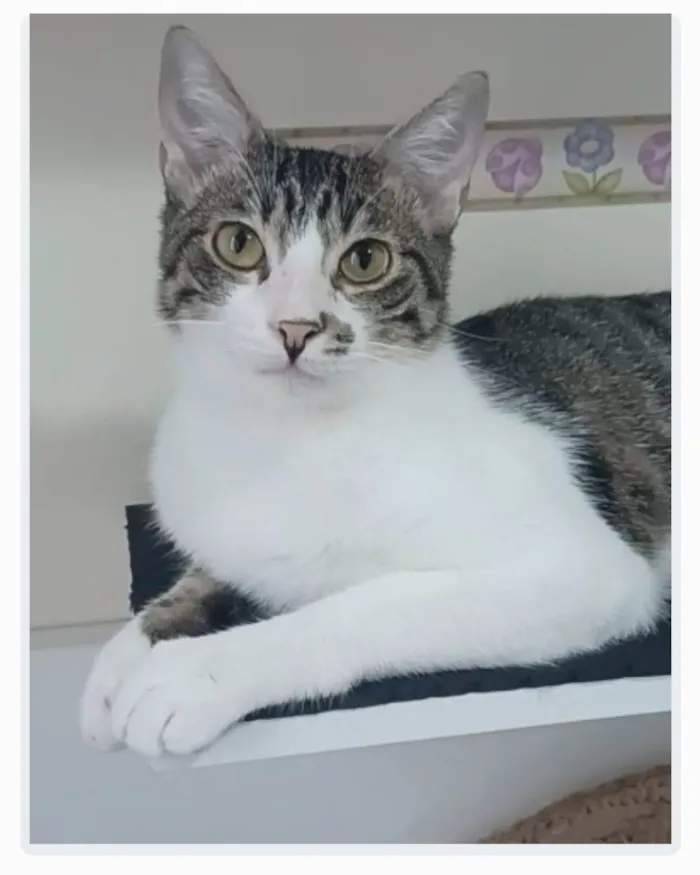 Gato ra a srd idade 1 ano nome PIPO 