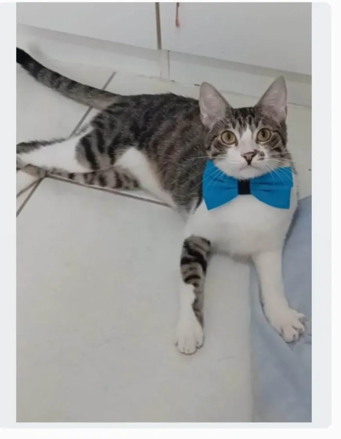 Gato ra a srd idade 1 ano nome PIPO 