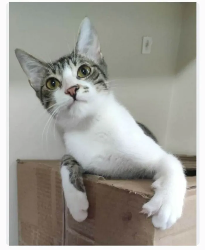 Gato ra a srd idade 1 ano nome PIPO 
