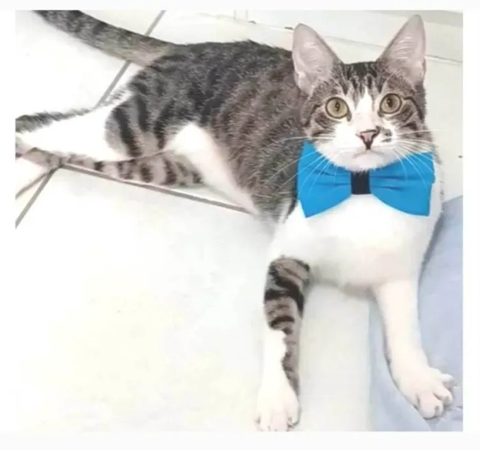 Gato ra a srd idade 1 ano nome PIPO 