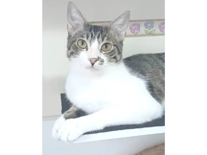 Gato ra a srd idade 1 ano nome PIPO 