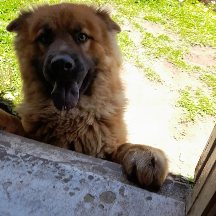 Cachorro ra a Chow Chow com pastor alemão  idade 1 ano nome Thor 