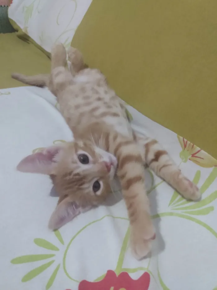 Gato ra a Srd idade 2 a 6 meses nome Caramelo (São Sebastião-DF)