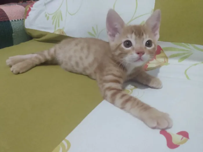 Gato ra a Srd idade 2 a 6 meses nome Caramelo (São Sebastião-DF)