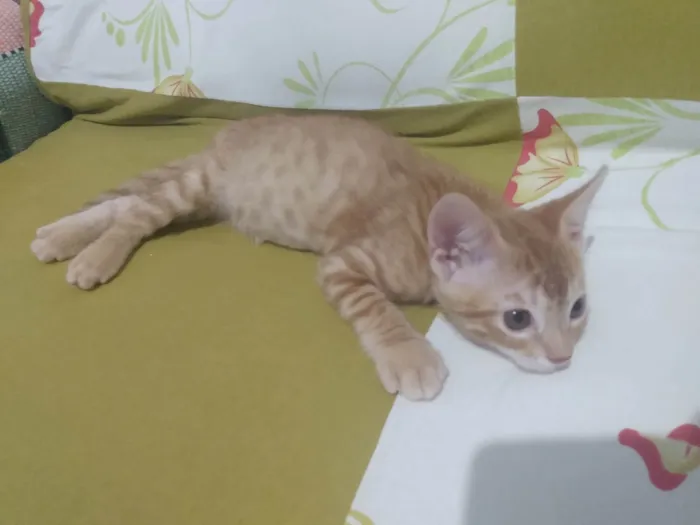 Gato ra a Srd idade 2 a 6 meses nome Caramelo (São Sebastião-DF)