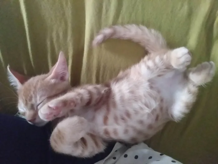Gato ra a Srd idade 2 a 6 meses nome Caramelo (São Sebastião-DF)