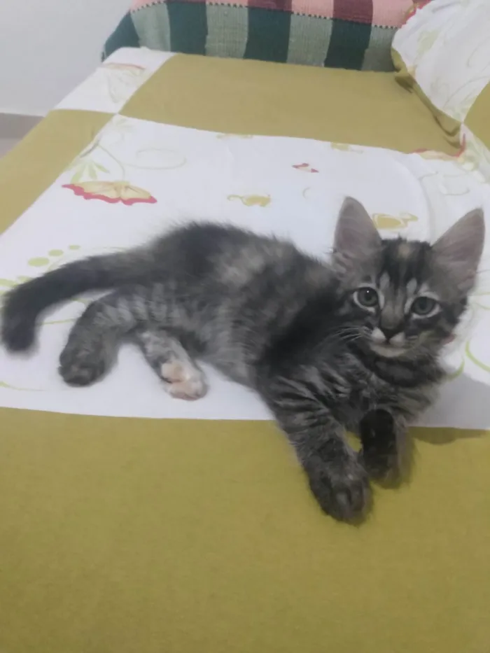Gato ra a Srd idade 2 a 6 meses nome Pompom