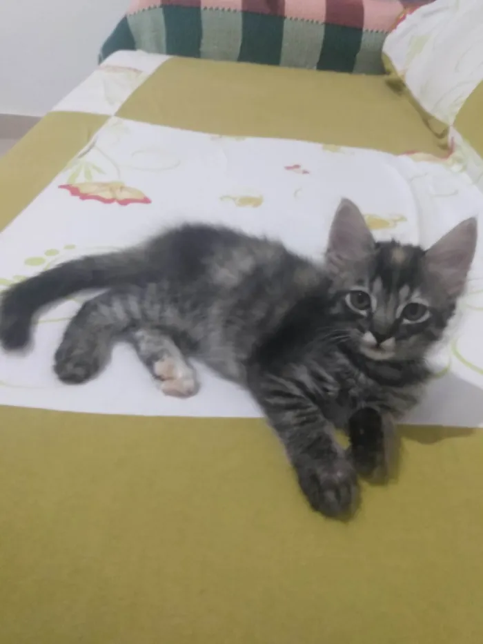 Gato ra a Srd idade 2 a 6 meses nome Pompom