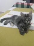 Pompom