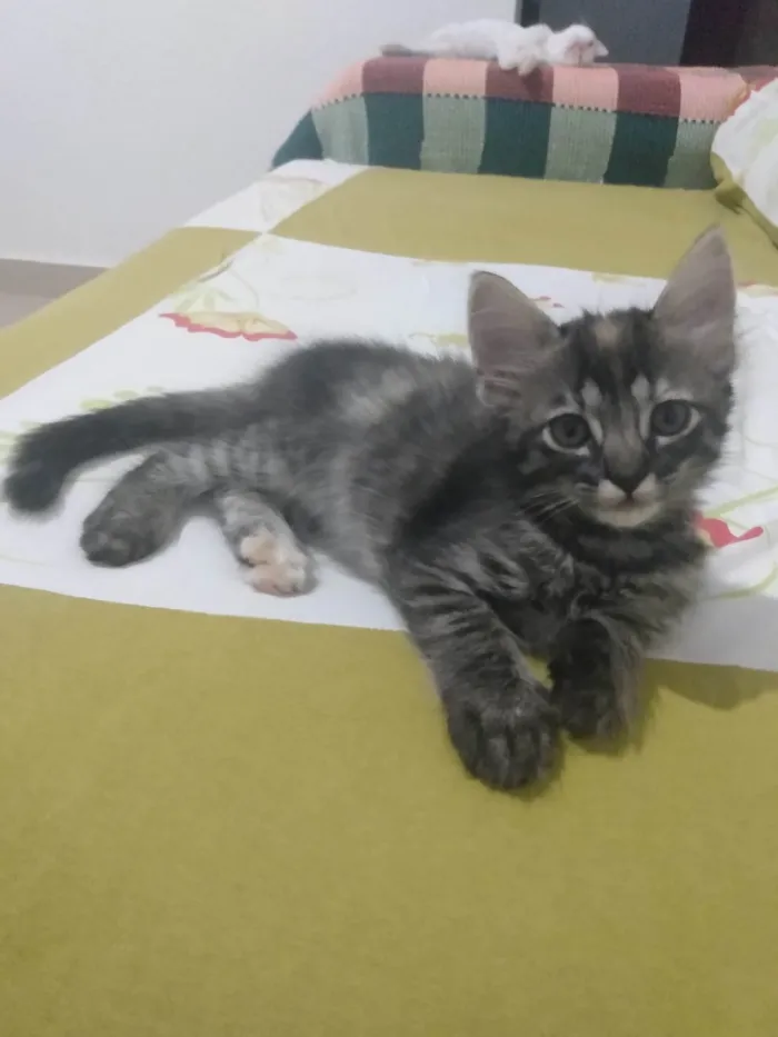 Gato ra a Srd idade 2 a 6 meses nome Pompom