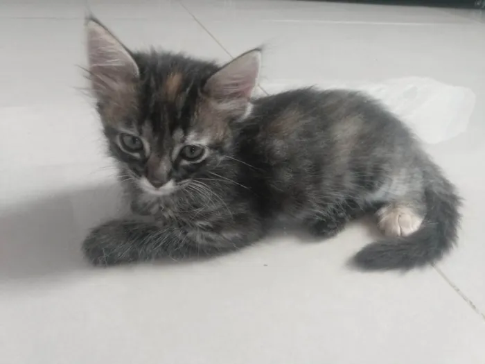 Gato ra a Srd idade 2 a 6 meses nome Pompom