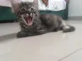 Pompom