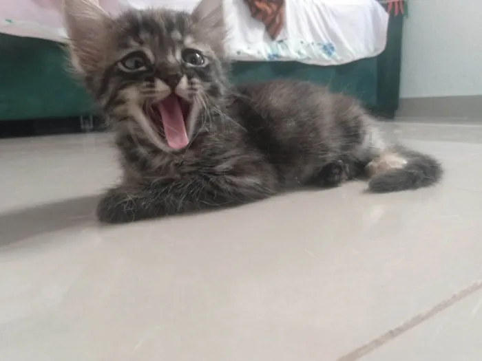 Gato ra a Srd idade 2 a 6 meses nome Pompom