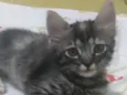 Pompom