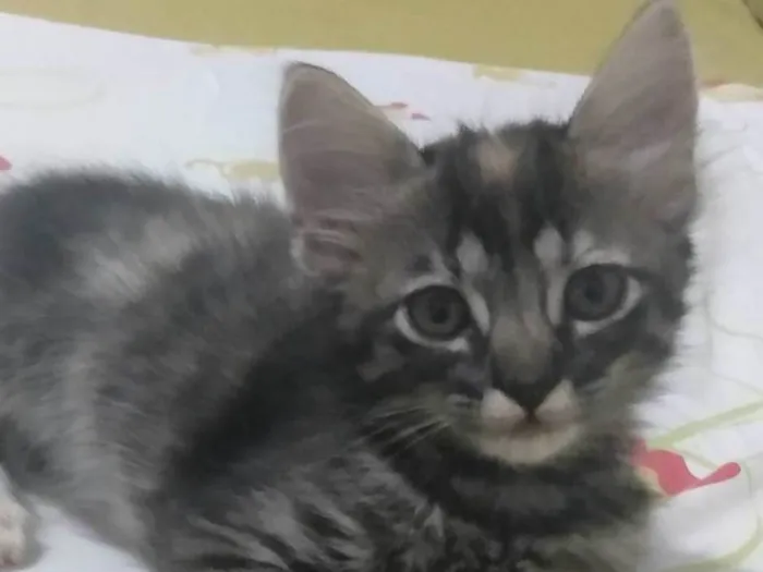 Gato ra a Srd idade 2 a 6 meses nome Pompom