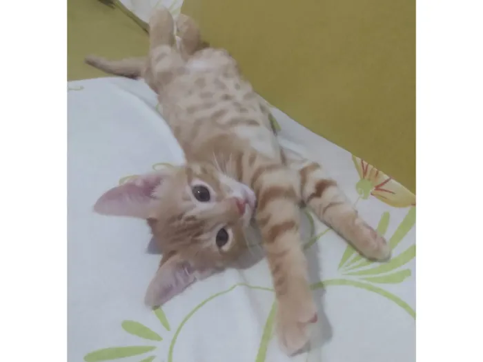 Gato ra a Srd idade 2 a 6 meses nome Caramelo (São Sebastião-DF)