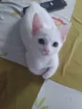 Pipoca
