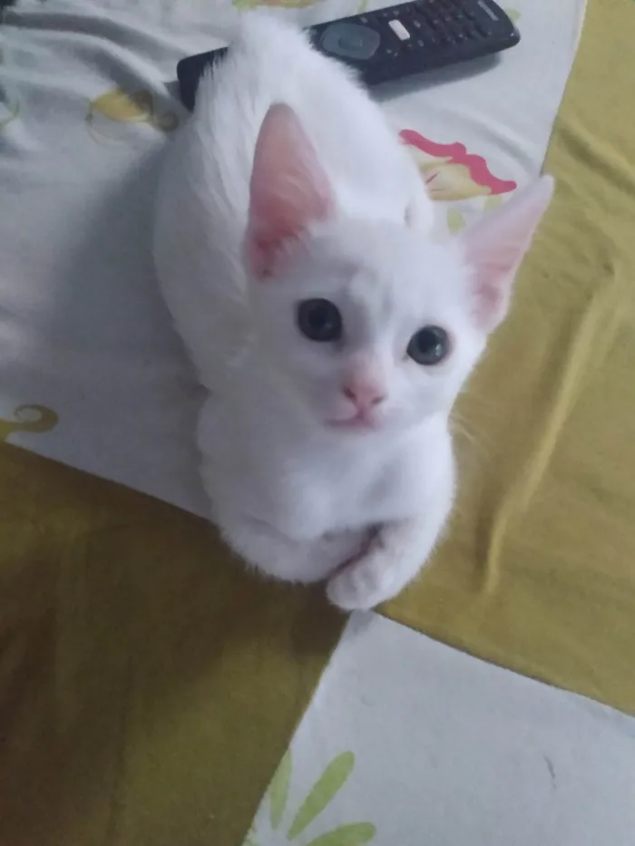Gato ra a Srd idade Abaixo de 2 meses nome Pipoca