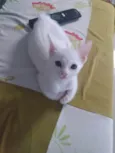 Pipoca