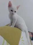 Pipoca