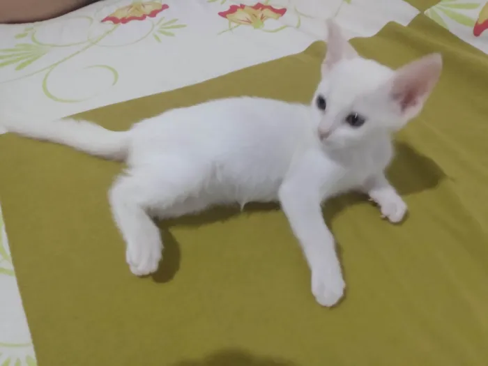 Gato ra a Srd idade Abaixo de 2 meses nome Pipoca