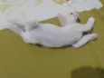 Pipoca
