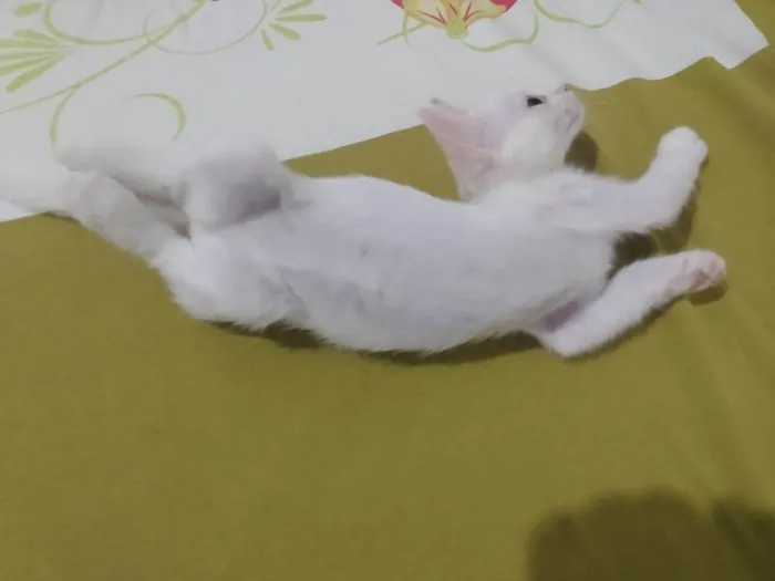 Gato ra a Srd idade Abaixo de 2 meses nome Pipoca