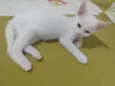 Pipoca