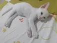Pipoca