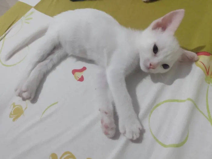 Gato ra a Srd idade Abaixo de 2 meses nome Pipoca