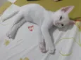 Pipoca