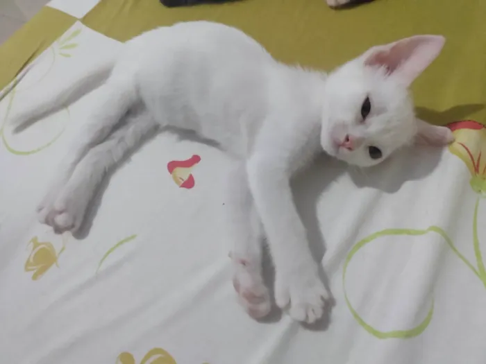 Gato ra a Srd idade Abaixo de 2 meses nome Pipoca