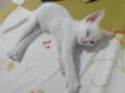 Pipoca